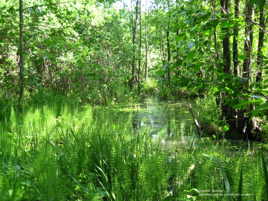 Лес в стоячей воде. Винниковский лес. Лес в Тосно. Языковский лес. Зеленковский лес.